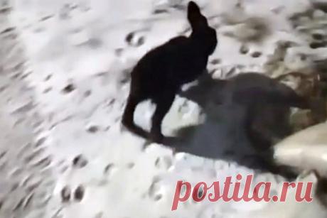 Злой кролик затерроризировал жителей города. В США жители одного районов города Перри, штат Айова, пожаловались на агрессивного кролика, который нападает на людей. Как рассказал один из горожан, он заметил зверька черного цвета около своего дома и попытался снять его на телефон. Кролик сначала попытался убежать, но потом развернулся и бросился на мужчину.