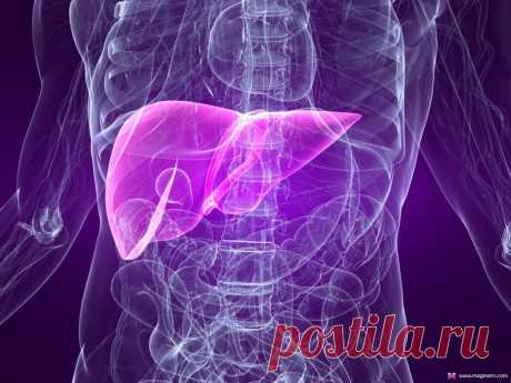 Печень. Как сохранить и восстановить