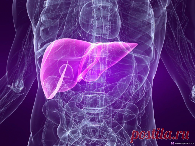 Печень. Как сохранить и восстановить