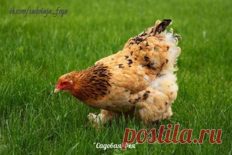 КАК ПРАВИЛЬНО ПРИМЕНЯТЬ ПТИЧИЙ (КУРИНЫЙ, ГОЛУБИНЫЙ) ПОМЕТ ЧТОБЫ НЕ НАВРЕДИТЬ.