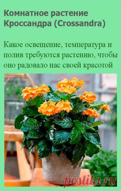 Комнатное растение Кроссандра (Crossandra). Название рода, в котором использованы греческие слова krossos - "бахрома" и andr - "мужской", намекает на бахромчатость тычинок у этой группы тропических растений. Кроссандры встречаются во влажных лесах Африки, Мадагаскара и на Аравийском полуострове.