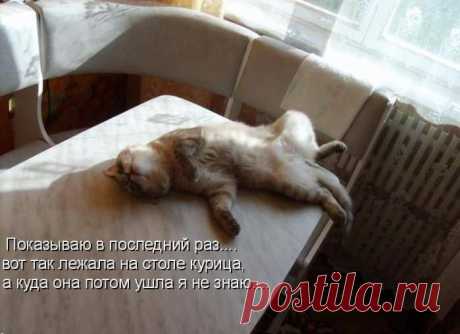 котоматрицы | 51 фотография