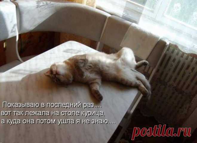 котоматрицы | 51 фотография