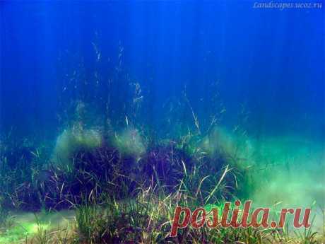 Underwater landscapes - Таманский залив 2008