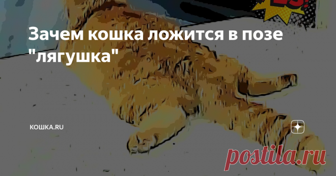 Зачем кошка ложится в позе 