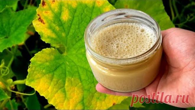 Пожелтение огурцов пройдет сразу!