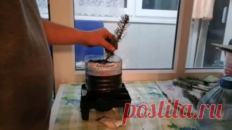 Вырастить голубую ель из веточки. 100% результат