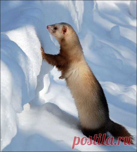 где ты весна