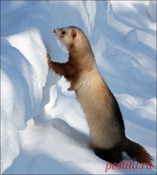 где ты весна