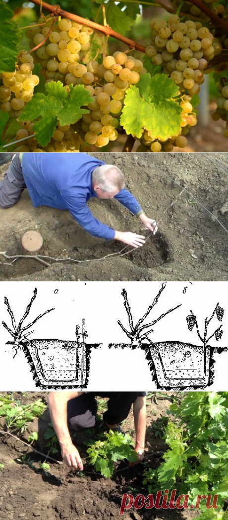 Одноклассники