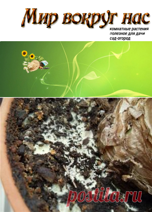 Почему появляется плесень на грунте и как этого не допустить |