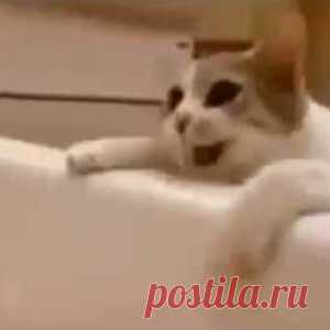 Кошка думает, что хозяйка тонет в ванной. Ее реакция покорила Интернет! - МирТесен