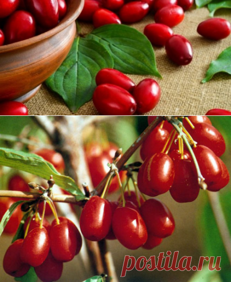 Кизил: польза и вред для здоровья человека, видео

В статье основная информация о пользе и противопоказаниях этого растения. Кизил – очень древний. Его почтенный возраст около 5 000 лет. Слово «кизил» означает «красный». Это ягоды деревьев и кустарников. Известно около 50 видов. Ягода — мясистая костянка. Произрастает в Восточной и Центральной Европе, Средней Азии, в Северной Америке, на Кавказе, в Крыму, Украине, Молдове. Как выбрать? Выбирают спелые ягоды без повреждений. Как хранить?