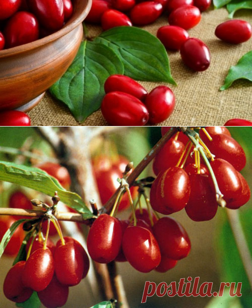 Кизил: польза и вред для здоровья человека, видео

В статье основная информация о пользе и противопоказаниях этого растения. Кизил – очень древний. Его почтенный возраст около 5 000 лет. Слово «кизил» означает «красный». Это ягоды деревьев и кустарников. Известно около 50 видов. Ягода — мясистая костянка. Произрастает в Восточной и Центральной Европе, Средней Азии, в Северной Америке, на Кавказе, в Крыму, Украине, Молдове. Как выбрать? Выбирают спелые ягоды без повреждений. Как хранить?