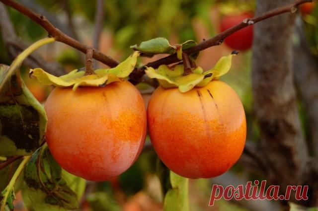 Хурма — божественный огонь в саду