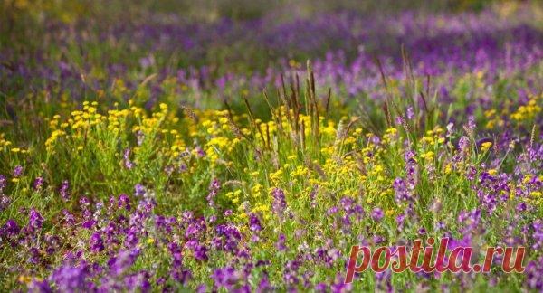 Медоносная клумба