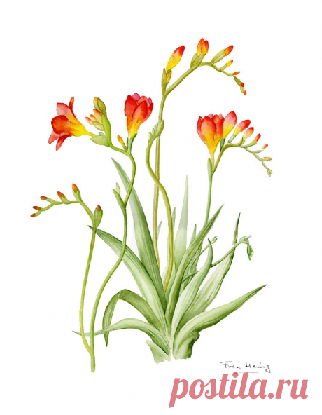 Freesia by Fran Henig Freesia Painting by Fran Henig