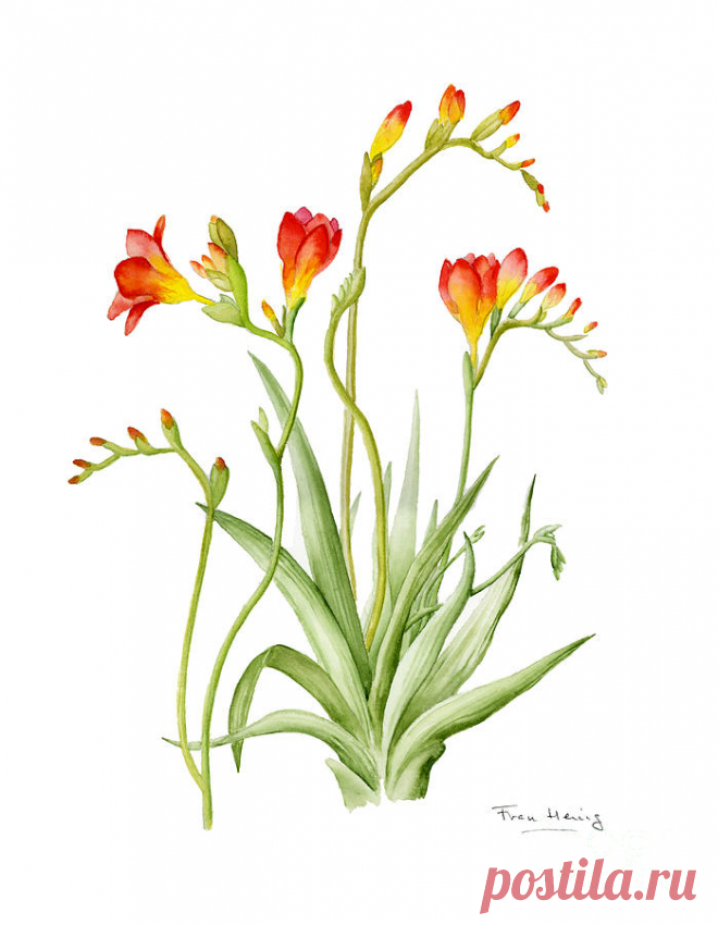 Freesia by Fran Henig Freesia Painting by Fran Henig