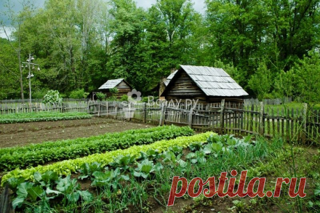 Планируем посадки в огороде учитывая совместимость растений 
Опытные огородники хорошо знают, что соседство растений может быть как полезным, так и вредным. Я расскажу, как планировать посадки, чтобы избежать ошибок и добиться хорошего урожая.

Растения-соседи…