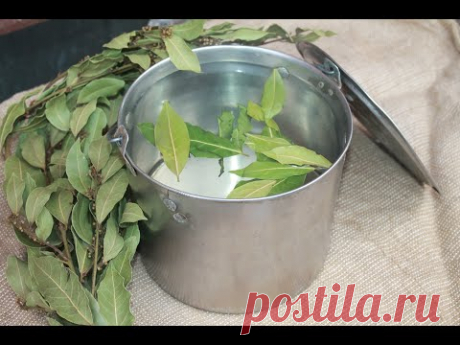 Лавровый отвар для кур несушек в зимний период.