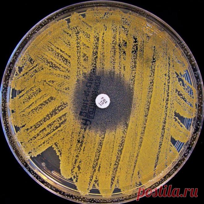 Блестящие изобретения, сделанные по ошибке / Научный хит