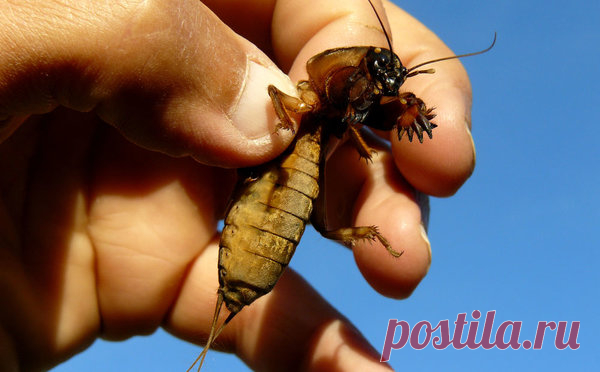 Пивная ловушка для медведок Пойманная медведка в руках Медведка очень прожорливое существо, которое может испортить огромное количество урожая. Подгрызть корни наших с вами растений в огороде, из-за чего они начинают сохнуть, сожрать или испортить много корнеплодов, например картошку, морковь и т...