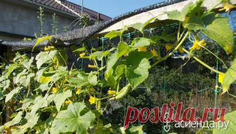 Я опять в строю или огород отбившийся от рук.: Группа Наши грядки