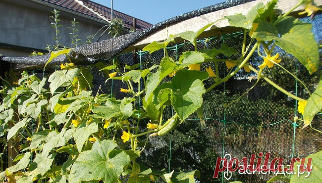 Я опять в строю или огород отбившийся от рук.: Группа Наши грядки