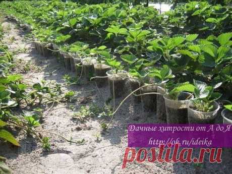 (50) Одноклассники