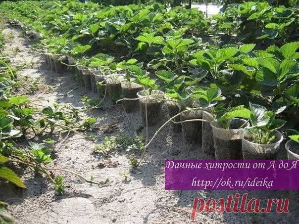 (50) Одноклассники