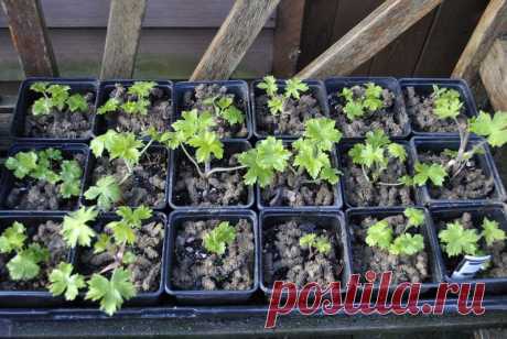 Дельфиниум - выращивание рассады из семян | Сажаем Сад