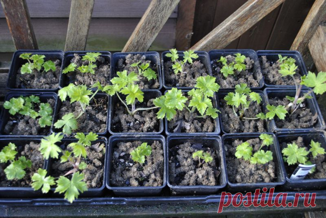 Дельфиниум - выращивание рассады из семян | Сажаем Сад