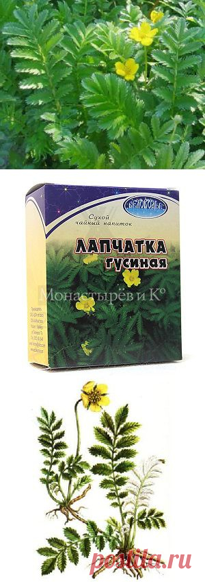 Лапчатка гусиная в народной медицине.