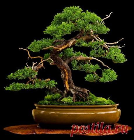 Lovely juniper w/ many natural looking jins on jita  |  Pinterest • Всемирный каталог идей