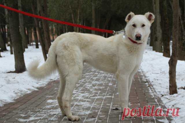 ТАМАЗ. Кавказский волкодав. Томилино