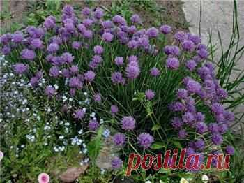 ВЫРАЩИВАНИЕ ЛУКА ШАЛОТ ПРАВИЛЬНО