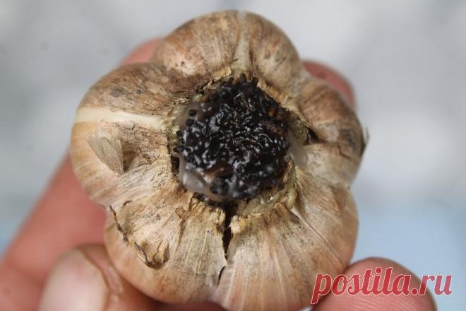 Соседка научила простой хитрости после которой чеснок можно хранить до следующего сезона | Генератор идей | Дзен