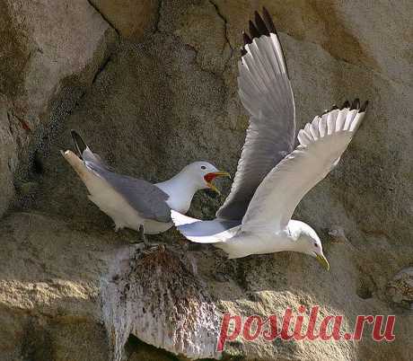 Природа