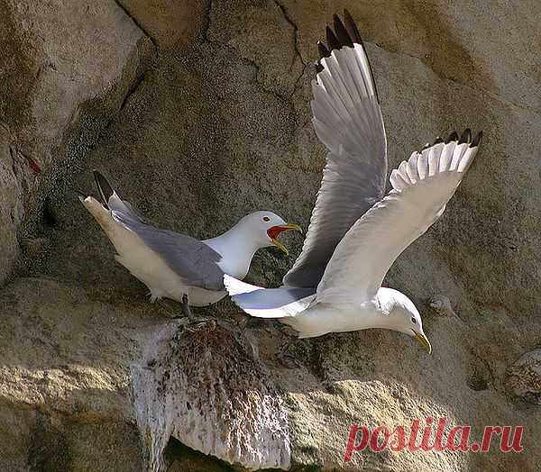 Природа