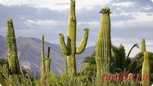 Гигантские кактусы сагуаро в пустыне Сонора - Путешествуем вместе