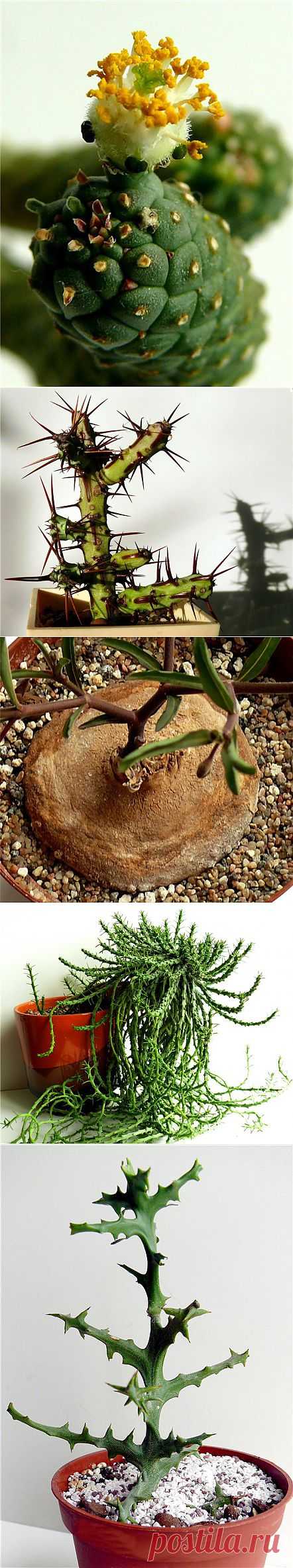 Forum Kwetki.ru > Мои любимые суккуленты