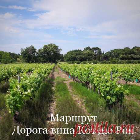 О винном туризме в Провансе и «Дороге вина» | Журнал "JK" Джей Кей Один из маршрутов популярной "Дороги вина" (la route du vin) проходит по винодельческому региону Воклюз, расположенному на живописных берегах реки Роны. На этих плодородных землях, среди скал и лавандовых полей, растут вековые виноградники, дающие лучшие французские вина Кот дю Рон.