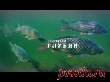 НИЖНЯЯ ВОЛГА. ОБИТАТЕЛИ ГЛУБИН.