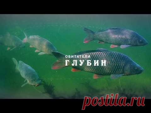 НИЖНЯЯ ВОЛГА. ОБИТАТЕЛИ ГЛУБИН.