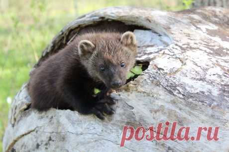 Baby Fisher` | Taken at Minnesota Wildlife Connection | McKenzie Greenly | Flickr