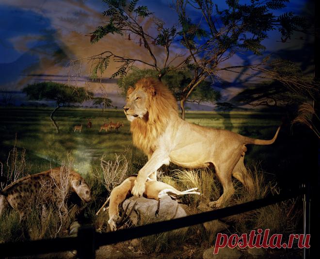 Лучшие фотографии года по версии Sony - Hi-Tech Mail.Ru