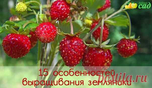 15 ОСОБЕННОСТЕЙ ВЫРАЩИВАНИЯ ЗЕМЛЯНИКИ | Хитрости Жизни