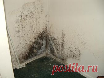 Имея всего три ингредиента, вы можете вести борьбу с плесенью!