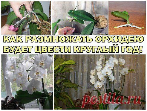 (80) Одноклассники