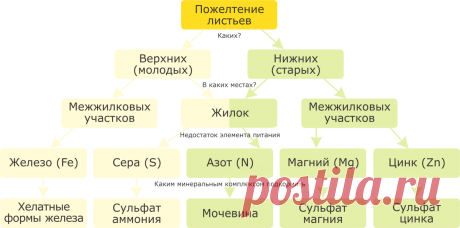 диагностика по листьям комнатных: 7 тыс изображений найдено в Яндекс.Картинках